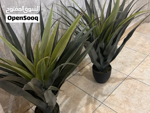 شجر  حديقه من ايكيا الحبه