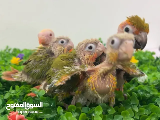 فروخ غر كنيورات ومتاتو