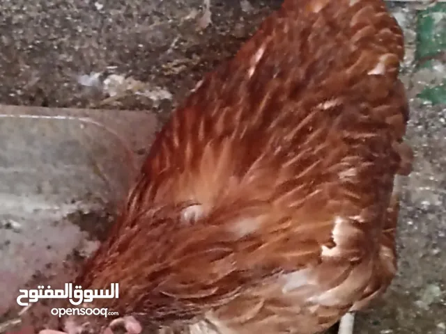 اربع جاجات وديك بياضات ماشاء الله