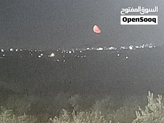 علي محمود علي