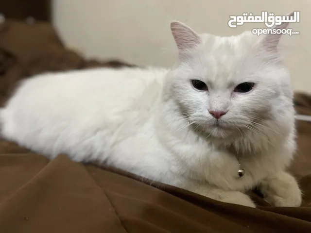 قطة شيرازي ابيض للبيع