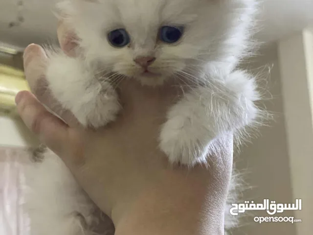 قطط للتبني بشرط اعطاء المطعوم وحبه الدود قبل التبني