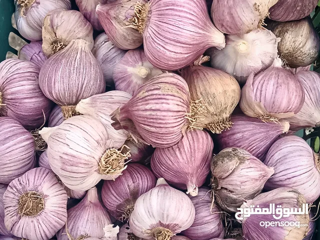 للبيع ثوم الجبل الأخضر