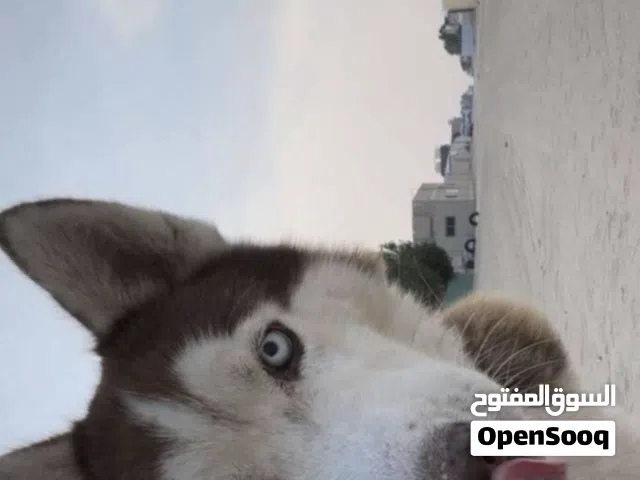 للبيع كلب هاسكي