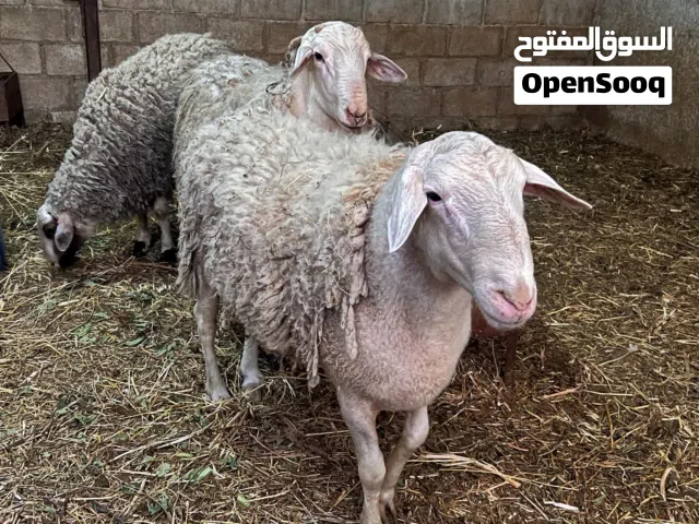ماشاء الله فحول عساف