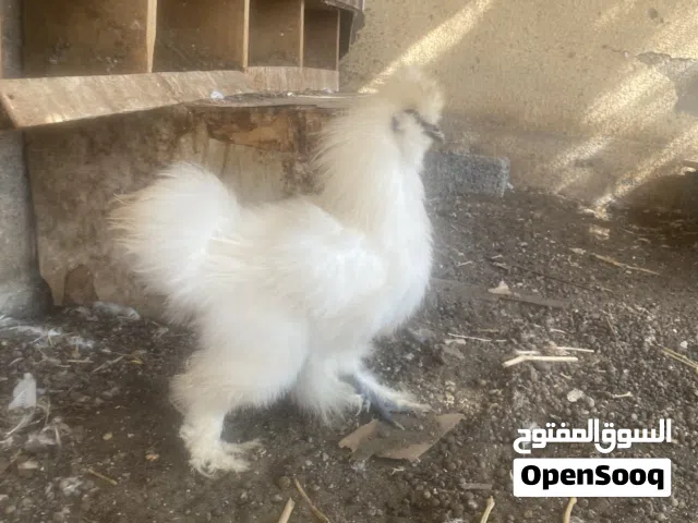 ديك أمريكي للبيع