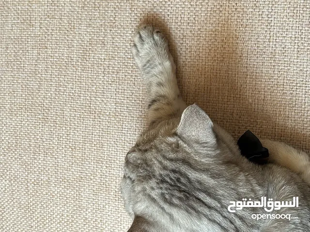للبيع قط برتش British Shorthair