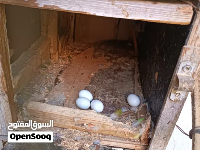 كنيور امايه منتجه