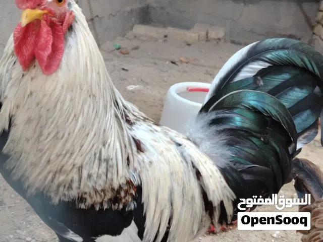 مخاليف دندراوي هذا ابوهن مو للبيع