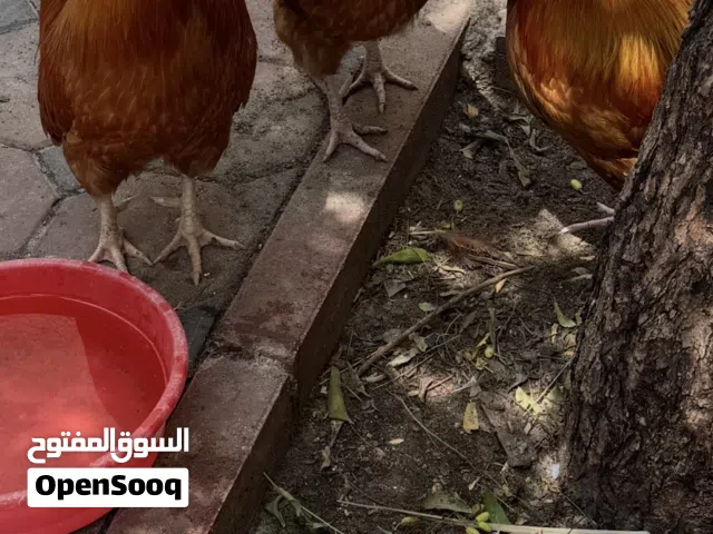 ديوك بلدي للانتاج