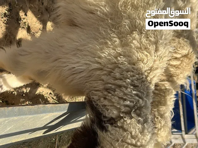 للبيع ذبايح