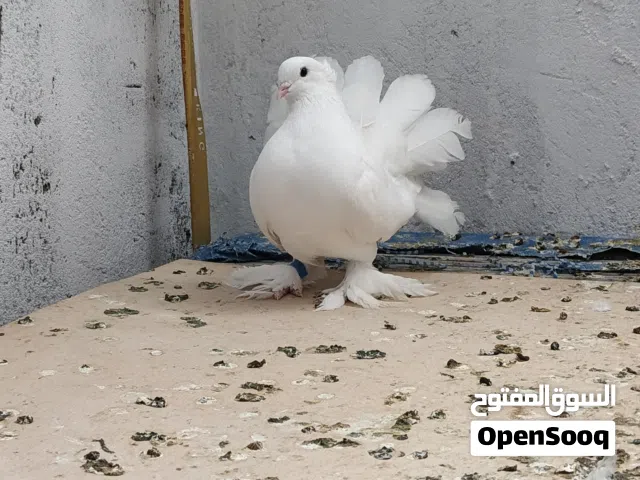 حمام عرايس للبيع