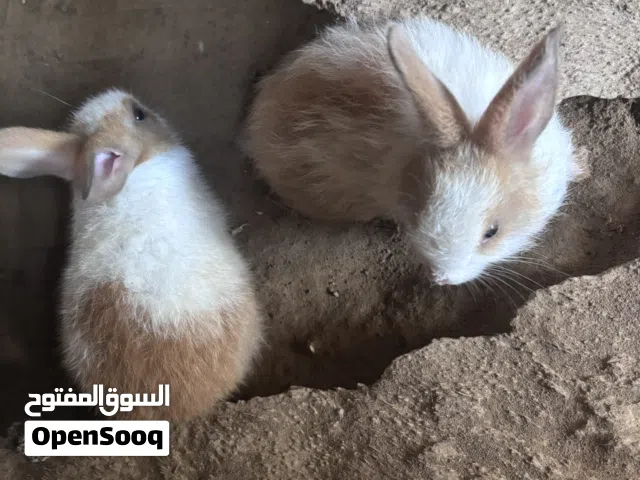 أرانب للبيع