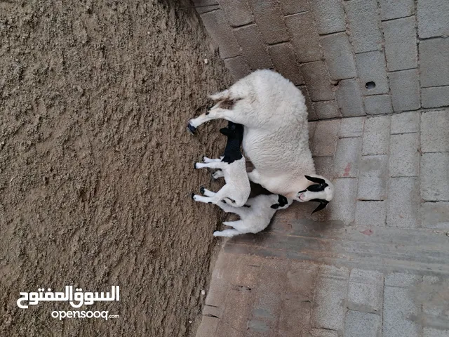 بسم الله ماشاء الله