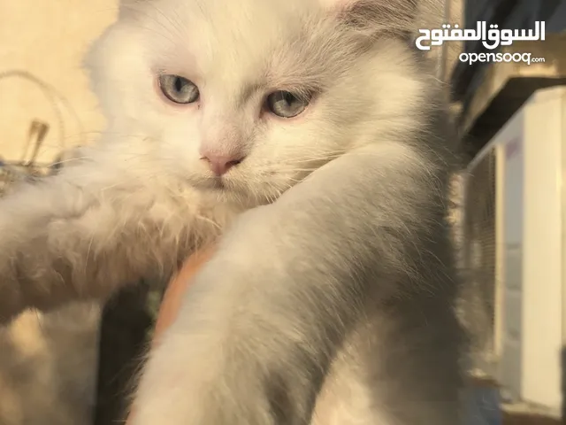 قطط شيرازي للبيع بسعر رمزي