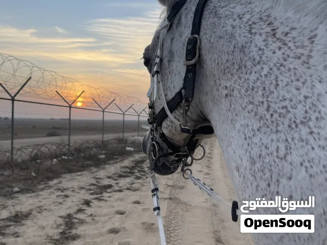 خيل للأجار