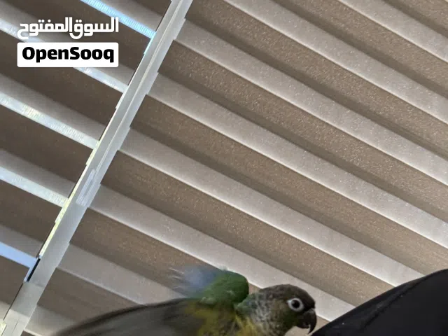 ببغاء الكنيور اخضر الخد(green cheek conure)