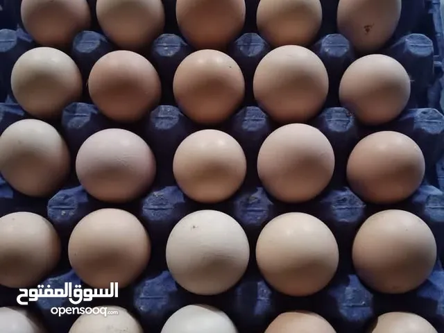 مطلوب بيض جاج لوهمان قريب من سحاب
