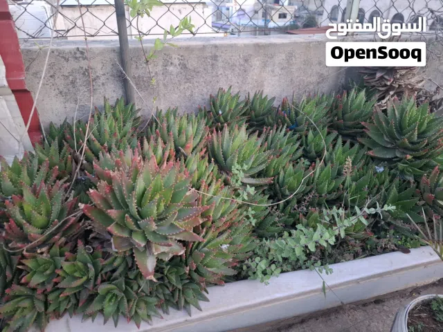 صباريات وعصاريات للبيع
