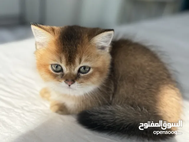 Munchkin Scottish fold and street