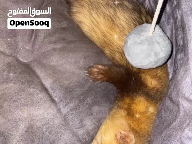 نمس ذكر اليف لعوب مدرب حمام