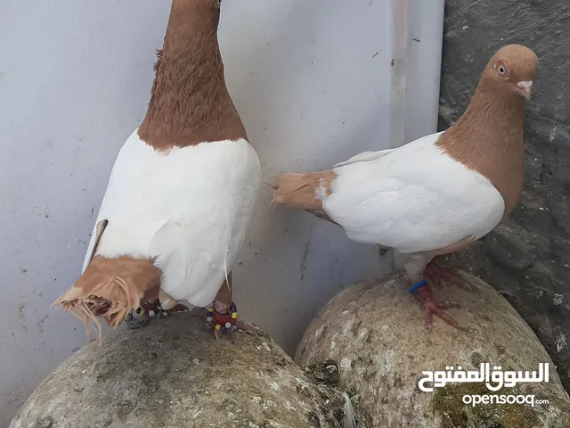 15 جواز للبيع مشكلات