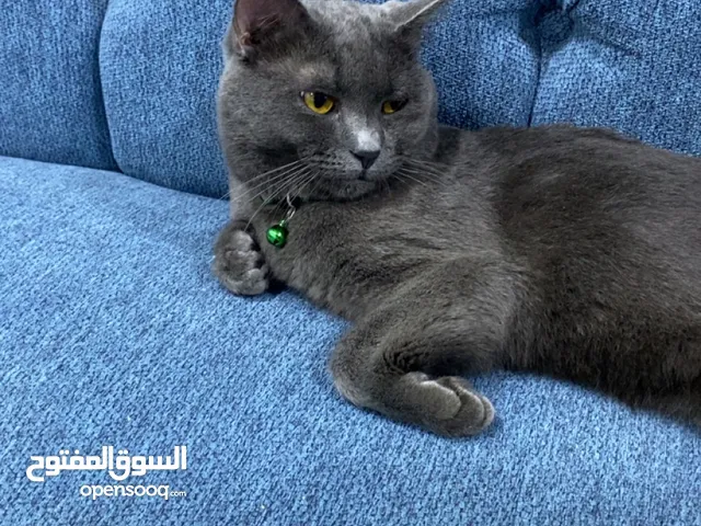قطه سكوتش فولت للبيع بسعر مغري قابل للتفاوض