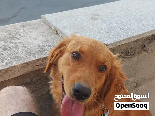 جولدن ريتريفر أليف جدا وما بيطلع صوت