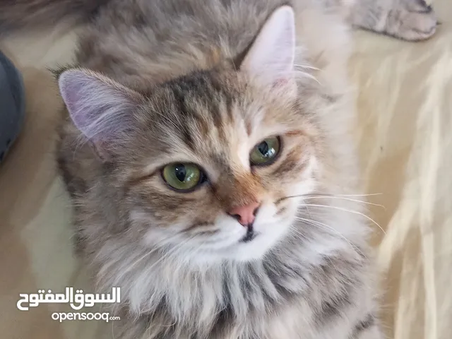 قطه عمر سبع اشهر للتبني