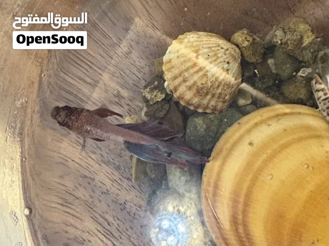 سمك فايتر العدد2مع الملحقات