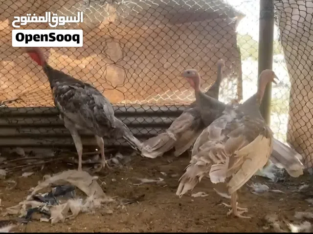 رومي الوان مميزة