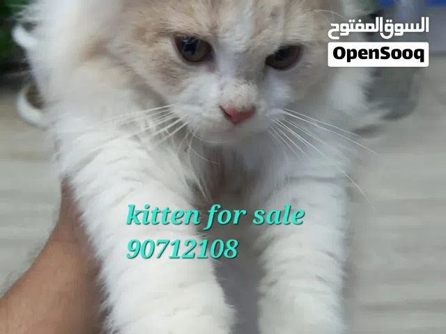 persian cat, hamster, rabbit, fish for sale