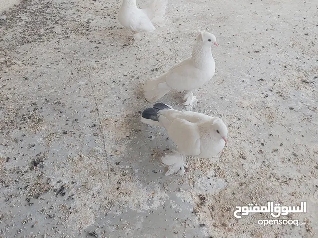 حمام زينه عروسه