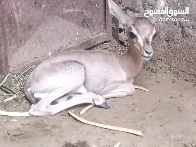 زوجين غزلان صغار