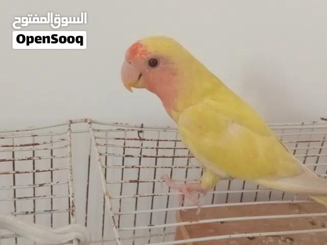 طريف روز مروض فل ان شاء الله