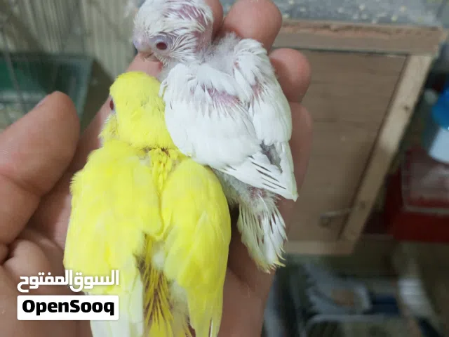 حب لاتينو مع فرخين ورينبو وفالو