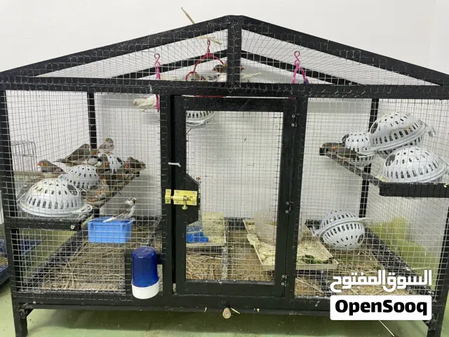 طيور زيبرا
