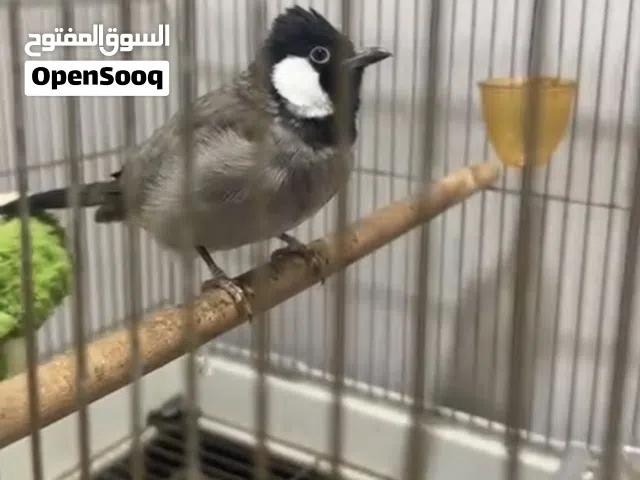 للبيع بلبل عراقي منتج و ربوه و تغريد بصراوي العمر 11 شهر