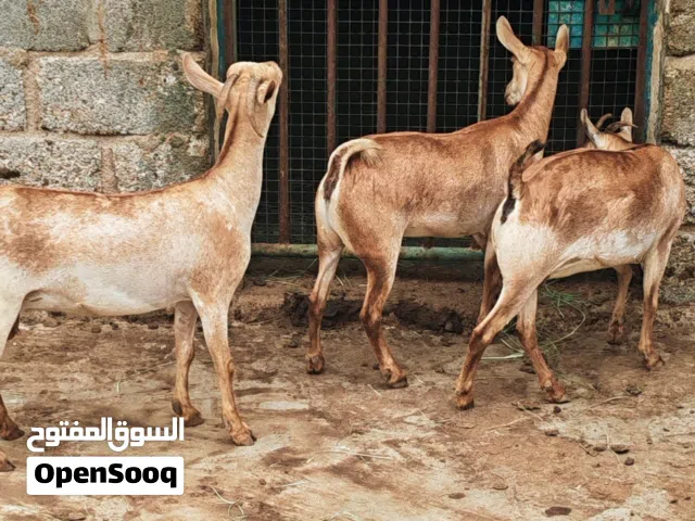 صخلات وغنام صلاليه شي حلوب وشي عشار السعر جمله 85 للراس م الاخر والاختيار من 100