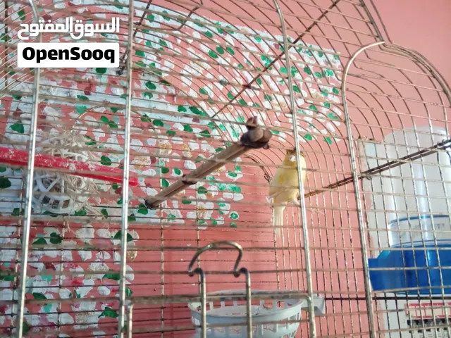 كناري فحل فووول الفول