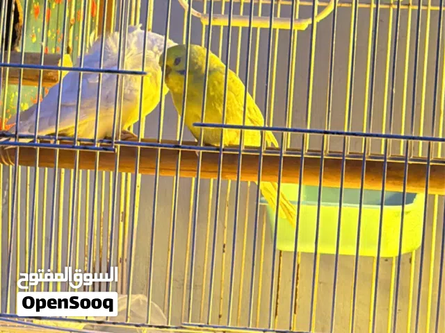 زوج  ذكر هاجرمو البينو اليف مابي عضه ونثيه عاديه كبار امايات وشرط التبزير  يردن يبيضن اقرا الوصف مهم