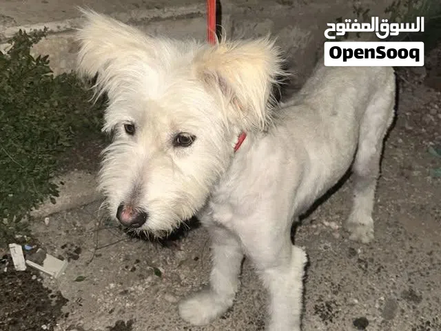 كلبة نوعها مالتيز للبيع سكان اربد حي الرهبات