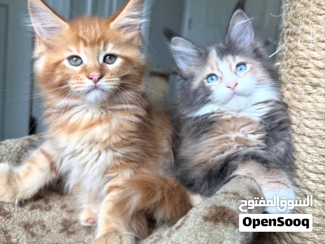 Male and female Maine coon cats