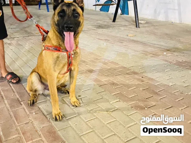 ذكر مالينوا كلاسيكي الله يبارك كلب شراسه 100%لتواصل رقم مفتوح واتساب فقد