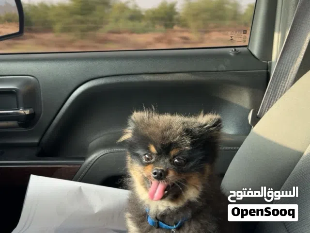 بمرينيان ذكر للبدل ب بغبغاء