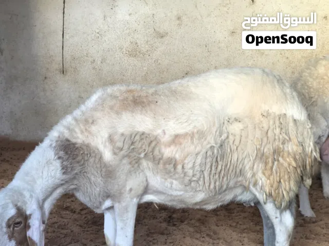 نعجة هجين تلوتية ماشاء الله