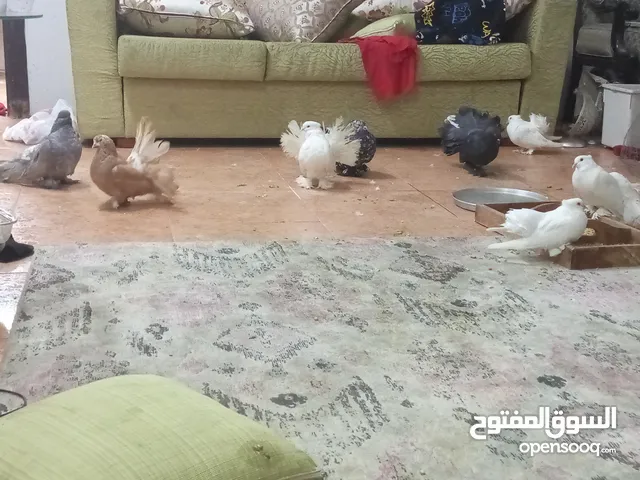 حمام شمسي امريكي وهندي للبيع صحه ونظافة وشرط منتجين