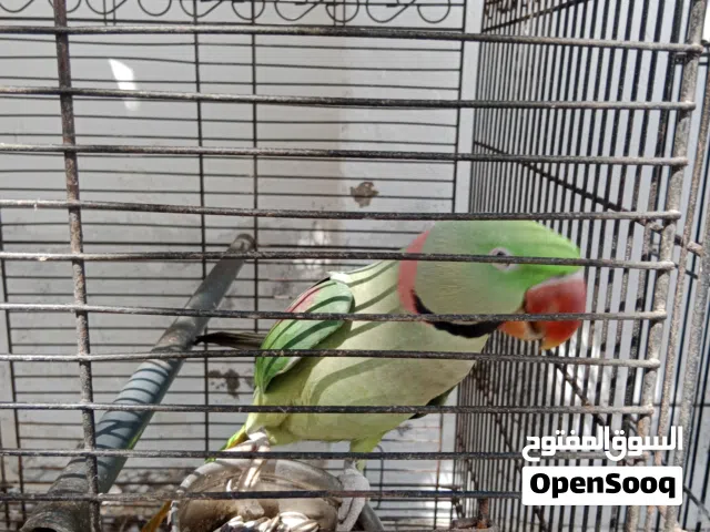 ببغاء نيبالي ذكر جاهز