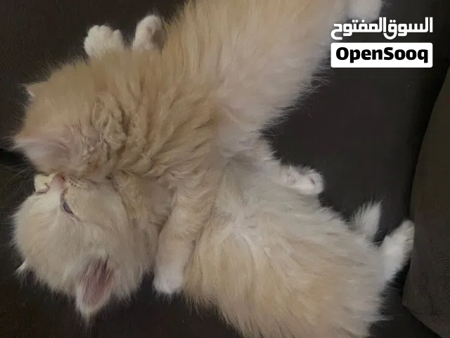 قطط صغيره للبيع