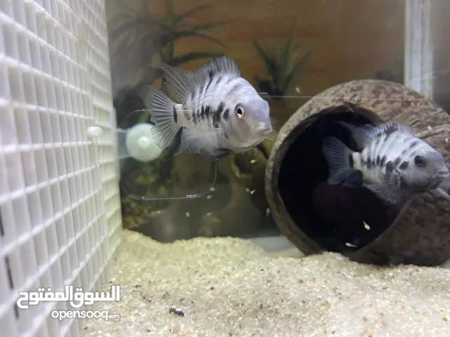 Healthy polar blue, polar white and African ciclid Avilable for sale